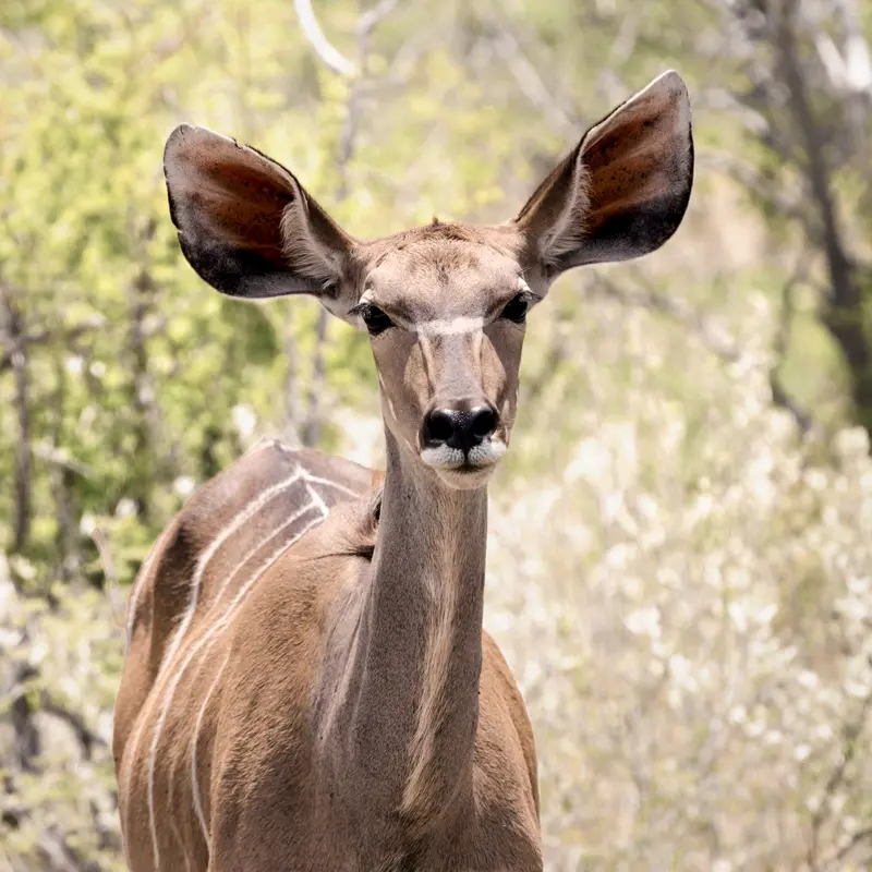 Day-DaanViljoen3-800