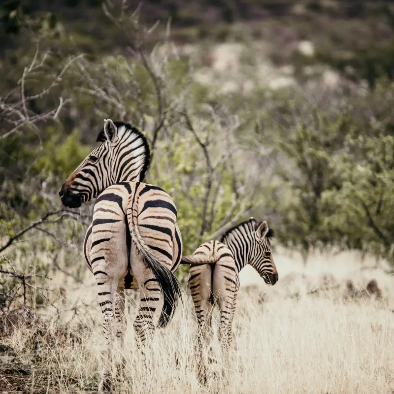 HIGHLIGHT-Etosha1