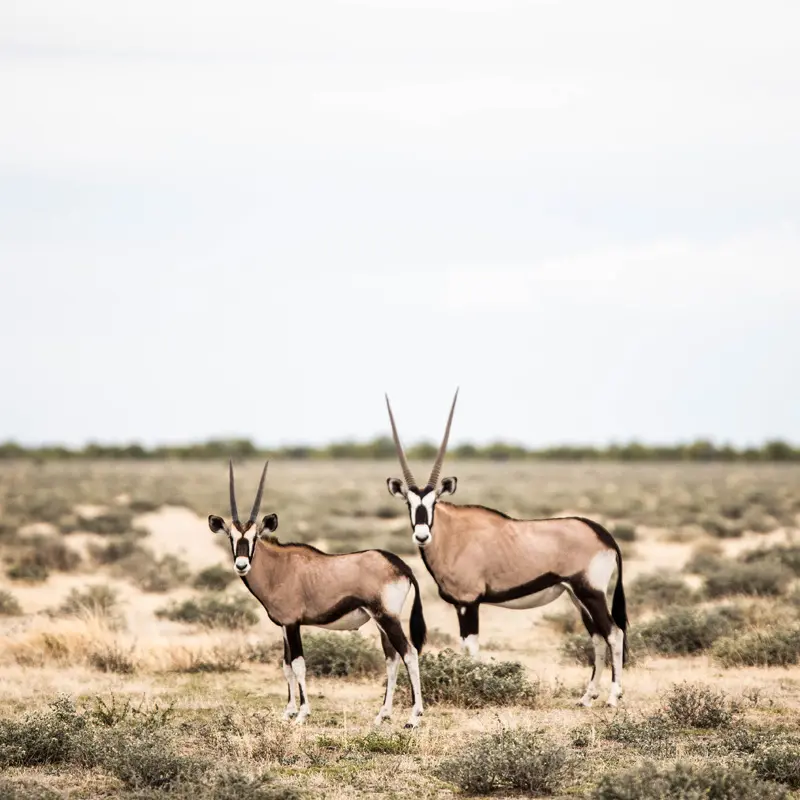 HIGHLIGHT-Etosha2